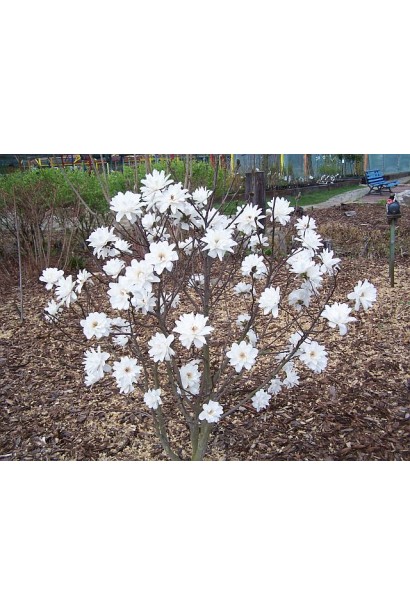 Магнолія Wildcat із розкішними білими квітами, які контрастують із темними гілками.